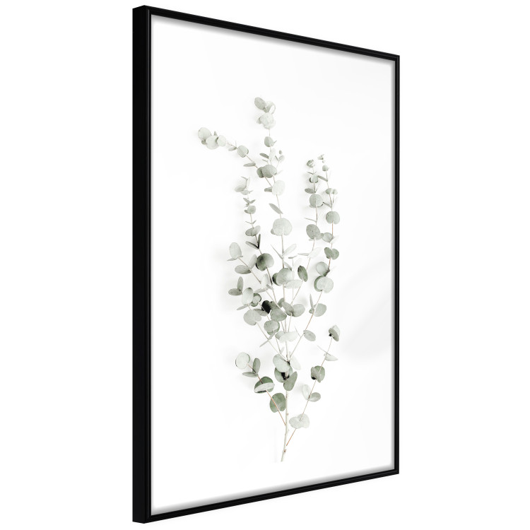 Poster Eucalyptus Caesia - simple composition with green leaves on a white background 137490 additionalImage 15