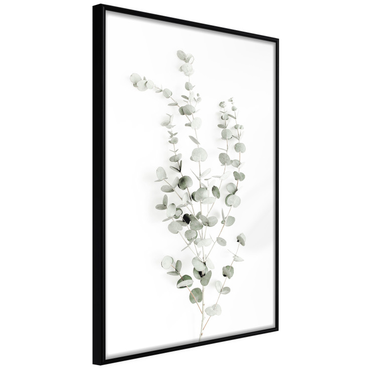 Poster Eucalyptus Caesia - simple composition with green leaves on a white background 137490 additionalImage 16