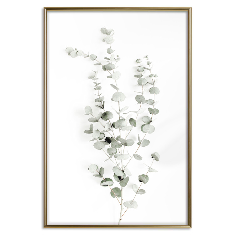 Poster Eucalyptus Caesia - simple composition with green leaves on a white background 137490 additionalImage 9
