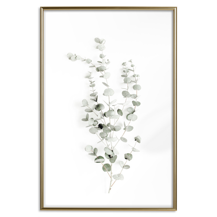 Poster Eucalyptus Caesia - simple composition with green leaves on a white background 137490 additionalImage 8