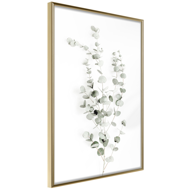 Poster Eucalyptus Caesia - simple composition with green leaves on a white background 137490 additionalImage 18
