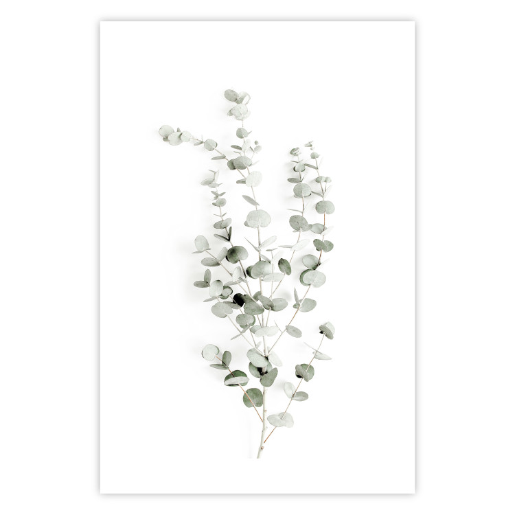 Poster Eucalyptus Caesia - simple composition with green leaves on a white background 137490 additionalImage 11