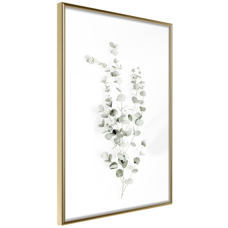 Poster Eucalyptus Caesia - simple composition with green leaves on a white background 137490 additionalImage 6