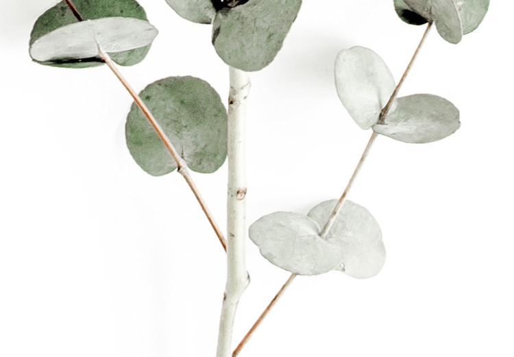 Poster Eucalyptus Caesia - simple composition with green leaves on a white background 137490 additionalImage 17