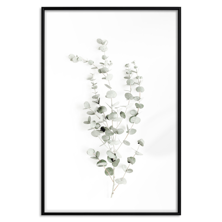 Poster Eucalyptus Caesia - simple composition with green leaves on a white background 137490 additionalImage 7