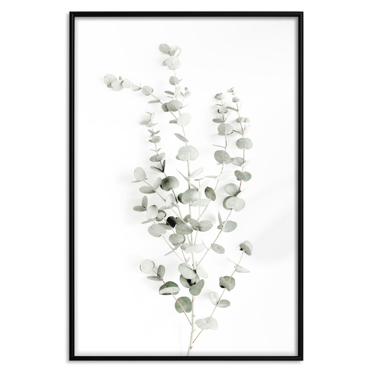 Poster Eucalyptus Caesia - simple composition with green leaves on a white background 137490 additionalImage 10