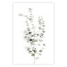 Poster Eucalyptus Caesia - simple composition with green leaves on a white background 137490