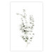 Poster Eucalyptus Caesia - simple composition with green leaves on a white background 137490 additionalThumb 11