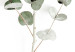 Poster Eucalyptus Caesia - simple composition with green leaves on a white background 137490 additionalThumb 17
