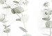 Poster Eucalyptus Caesia - simple composition with green leaves on a white background 137490 additionalThumb 19