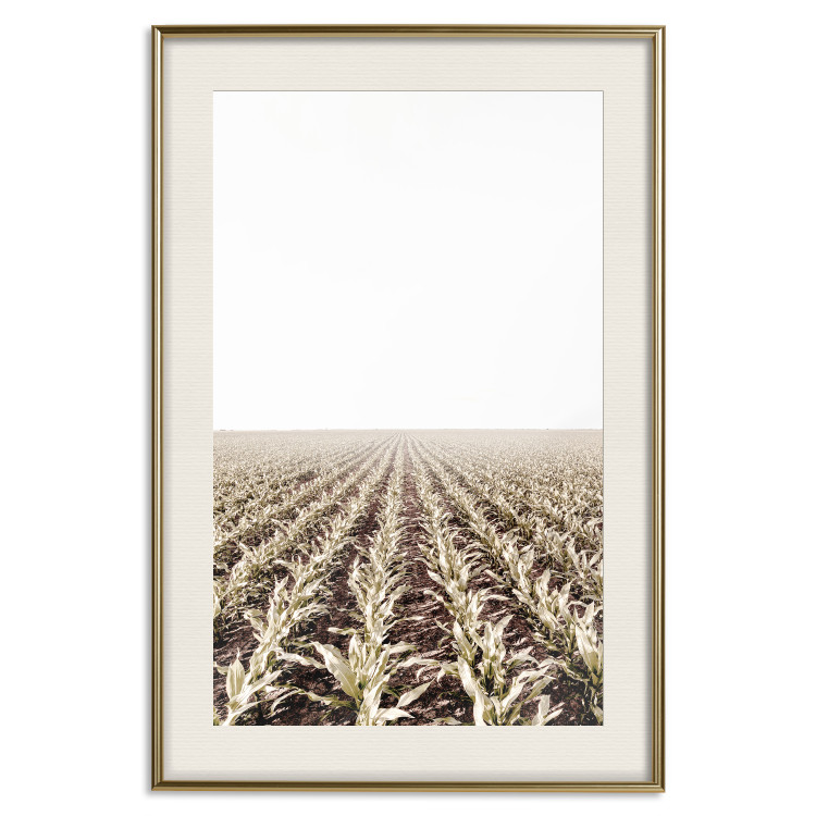 Poster Cornfield - rural landscape overlooking fields and a clear sky 137690 additionalImage 27