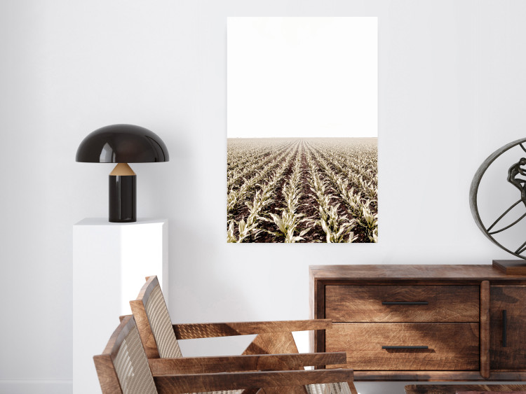 Poster Cornfield - rural landscape overlooking fields and a clear sky 137690 additionalImage 21