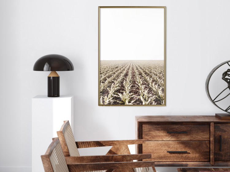 Poster Cornfield - rural landscape overlooking fields and a clear sky 137690 additionalImage 18