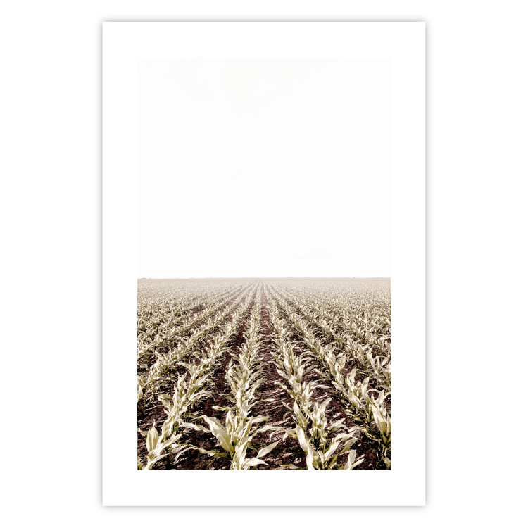 Poster Cornfield - rural landscape overlooking fields and a clear sky 137690 additionalImage 12
