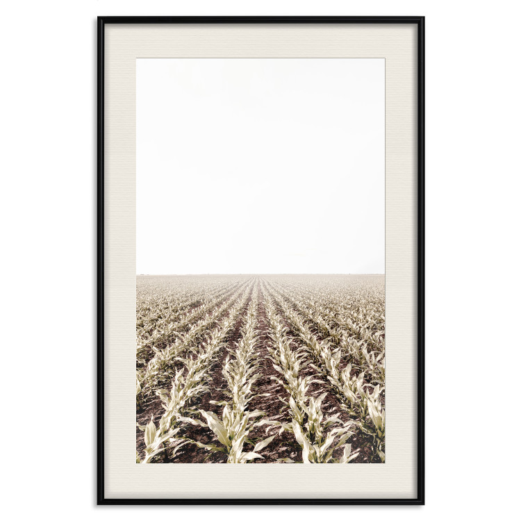 Poster Cornfield - rural landscape overlooking fields and a clear sky 137690 additionalImage 26