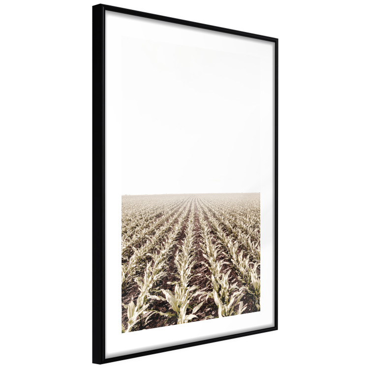 Poster Cornfield - rural landscape overlooking fields and a clear sky 137690 additionalImage 5