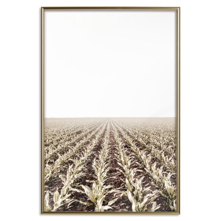 Poster Cornfield - rural landscape overlooking fields and a clear sky 137690 additionalImage 11