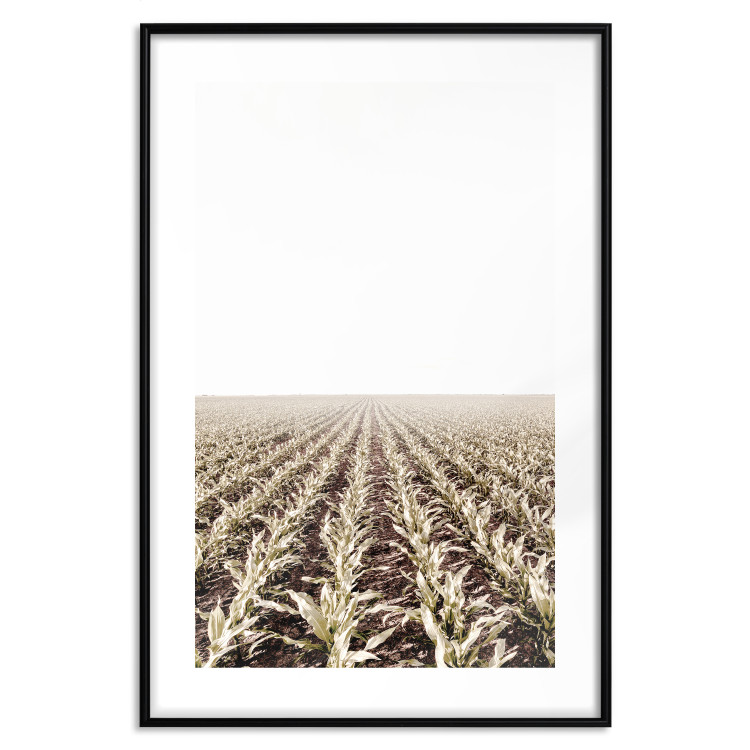 Poster Cornfield - rural landscape overlooking fields and a clear sky 137690 additionalImage 16