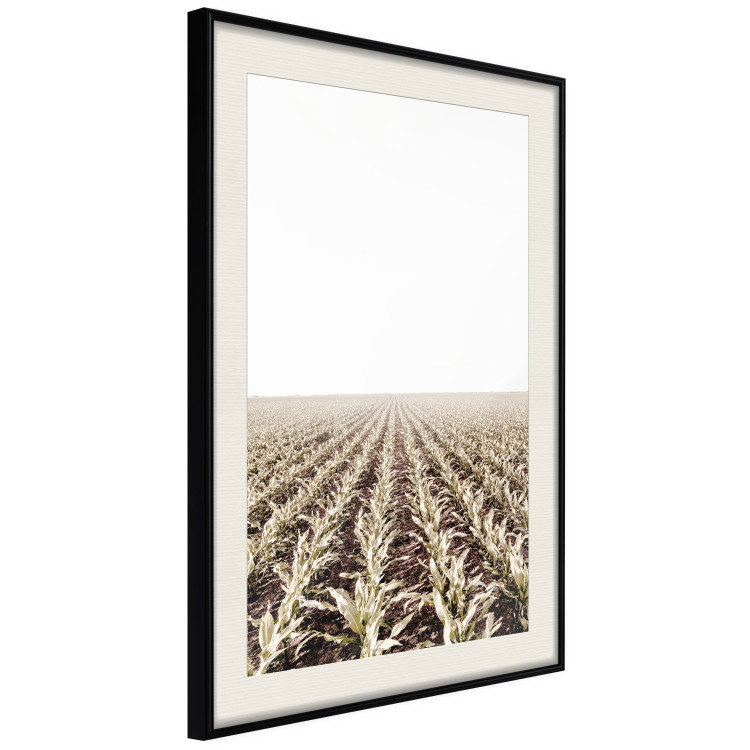 Poster Cornfield - rural landscape overlooking fields and a clear sky 137690 additionalImage 8