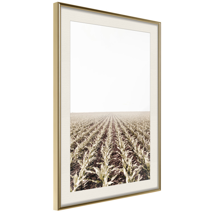 Poster Cornfield - rural landscape overlooking fields and a clear sky 137690 additionalImage 3