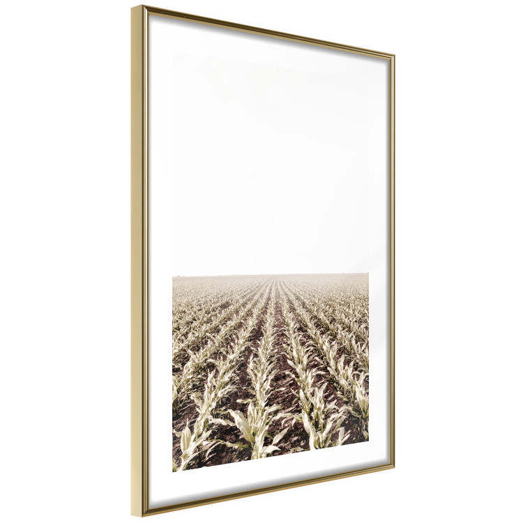 Poster Cornfield - rural landscape overlooking fields and a clear sky 137690 additionalImage 2