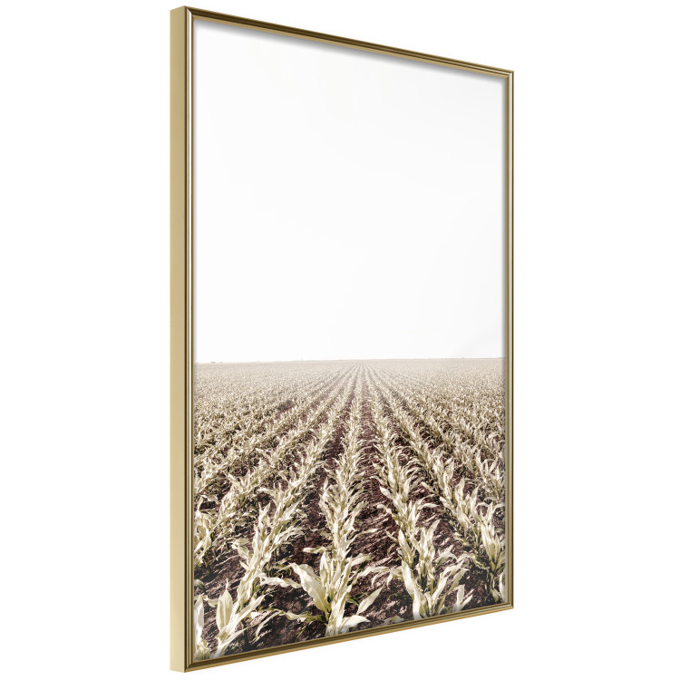Poster Cornfield - rural landscape overlooking fields and a clear sky 137690 additionalImage 10