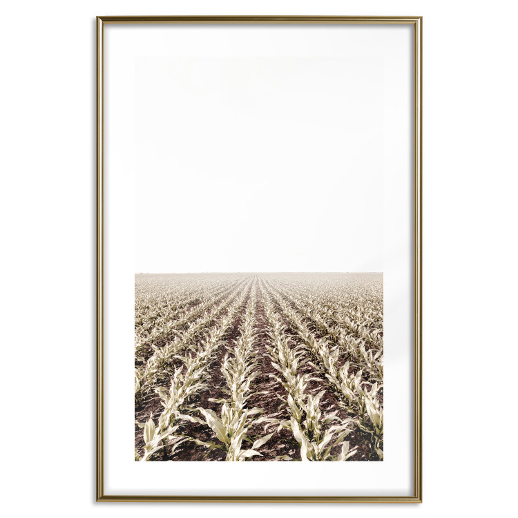 Poster Cornfield - rural landscape overlooking fields and a clear sky 137690 additionalImage 14