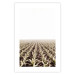Poster Cornfield - rural landscape overlooking fields and a clear sky 137690 additionalThumb 12