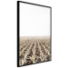 Poster Cornfield - rural landscape overlooking fields and a clear sky 137690 additionalThumb 4