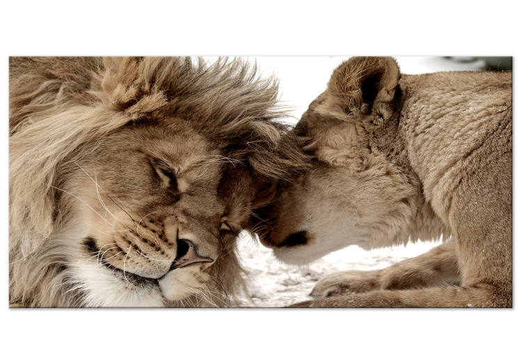 Large canvas print Lion Couple II [Large Format] 150790
