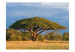 Wall Mural African acacia tree, Hwange National Park, Zimbabwe 61390 additionalThumb 1