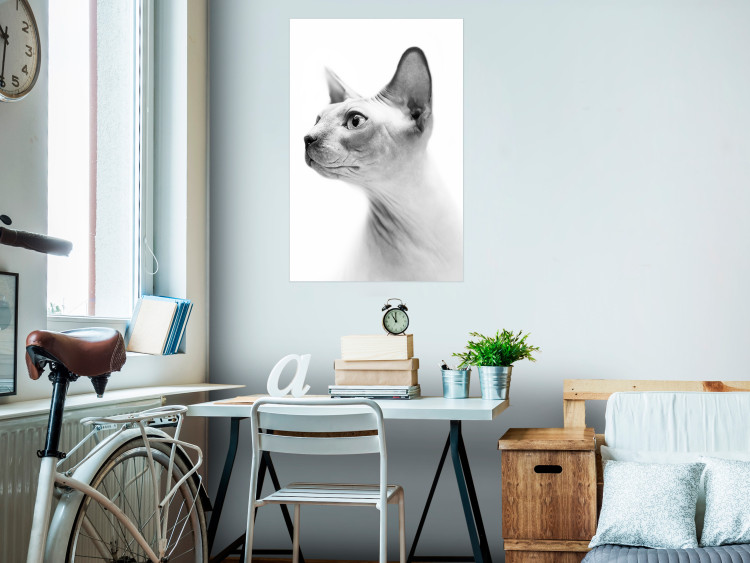 Poster Hairless Cat - black and white portrait of a Peterbald cat in profile 116501 additionalImage 23