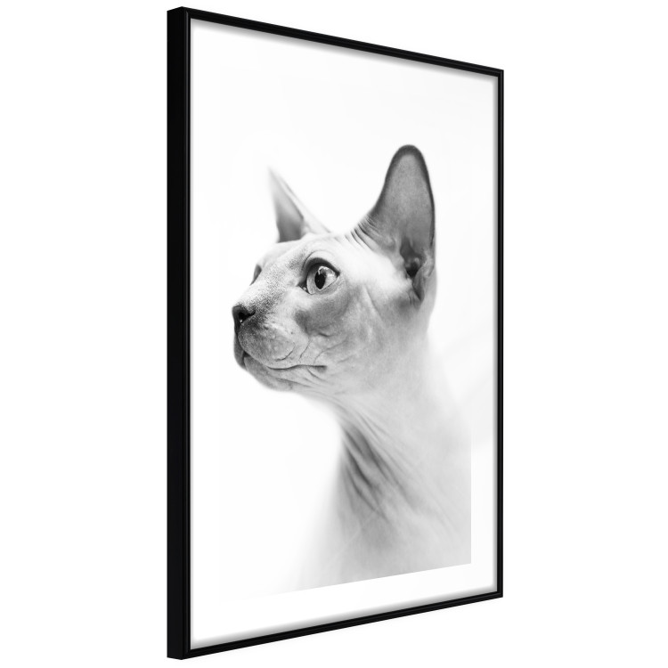 Poster Hairless Cat - black and white portrait of a Peterbald cat in profile 116501 additionalImage 11