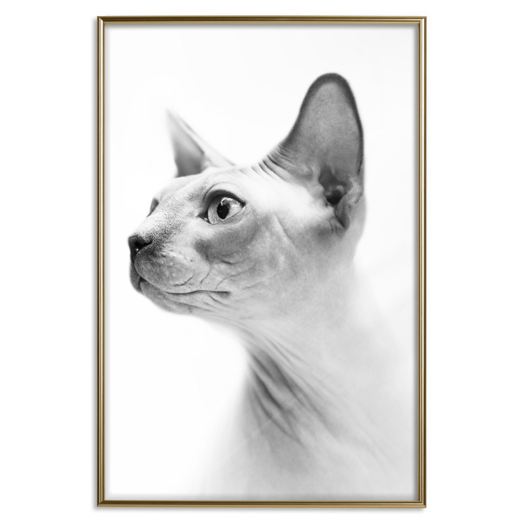 Poster Hairless Cat - black and white portrait of a Peterbald cat in profile 116501 additionalImage 20