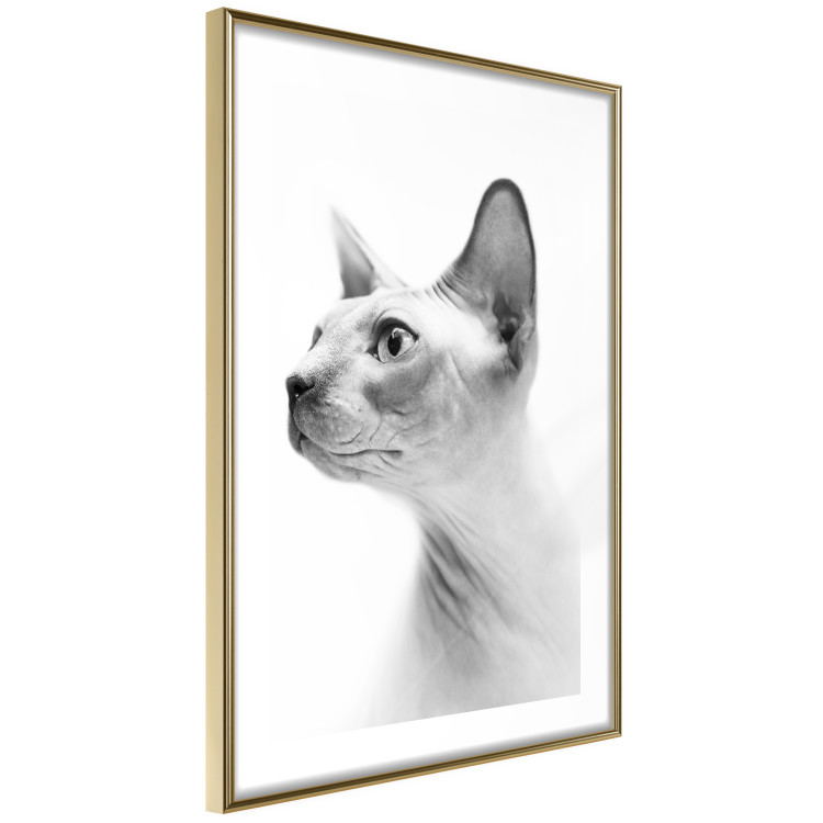 Poster Hairless Cat - black and white portrait of a Peterbald cat in profile 116501 additionalImage 6