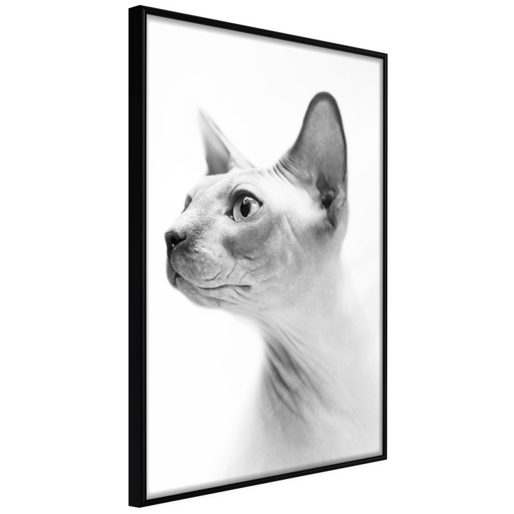 Poster Hairless Cat - black and white portrait of a Peterbald cat in profile 116501 additionalImage 10