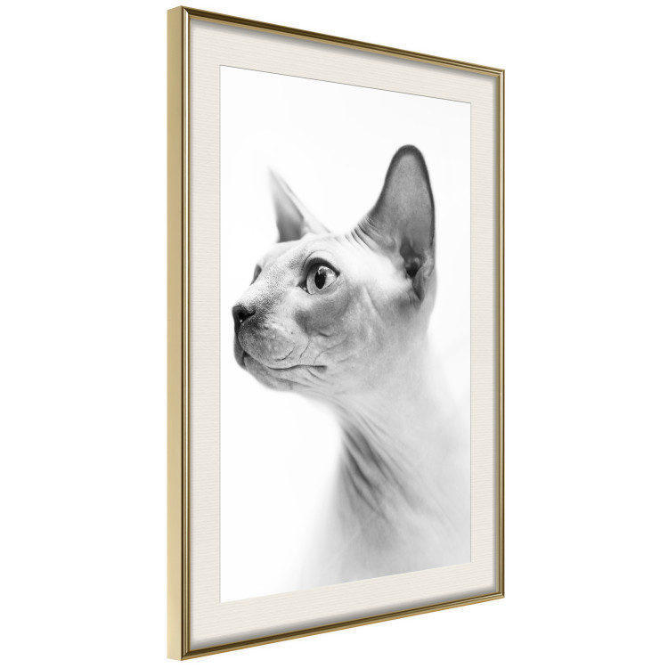 Poster Hairless Cat - black and white portrait of a Peterbald cat in profile 116501 additionalImage 2