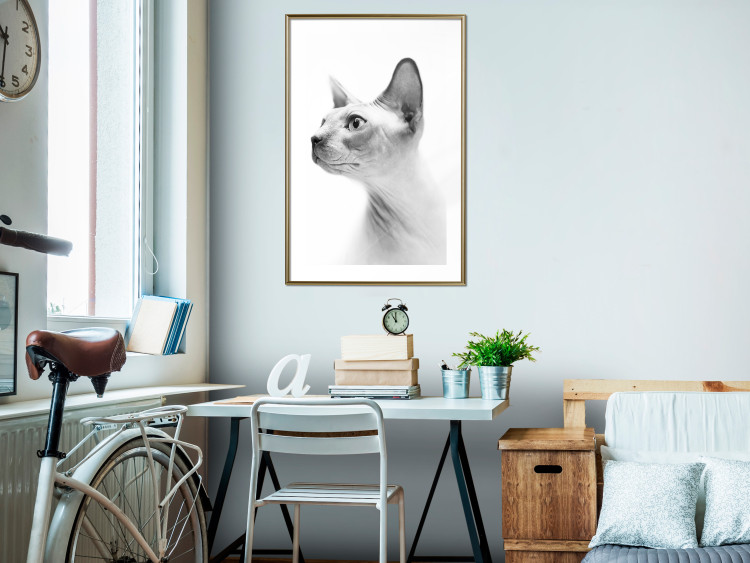 Poster Hairless Cat - black and white portrait of a Peterbald cat in profile 116501 additionalImage 15