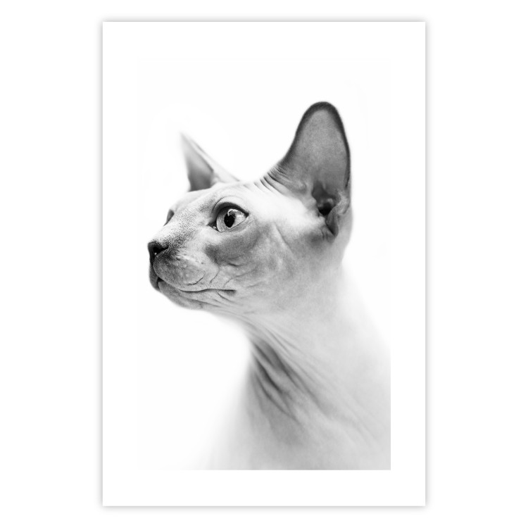 Poster Hairless Cat - black and white portrait of a Peterbald cat in profile 116501 additionalImage 25
