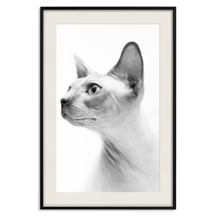 Poster Hairless Cat - black and white portrait of a Peterbald cat in profile 116501 additionalImage 18