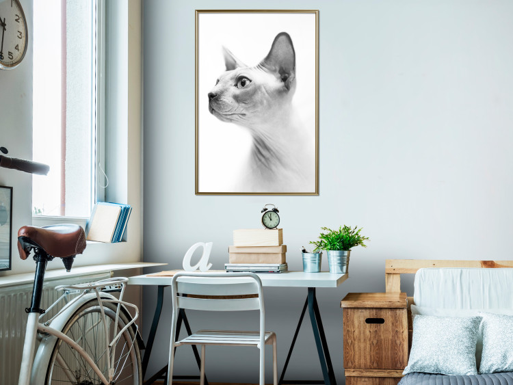 Poster Hairless Cat - black and white portrait of a Peterbald cat in profile 116501 additionalImage 7