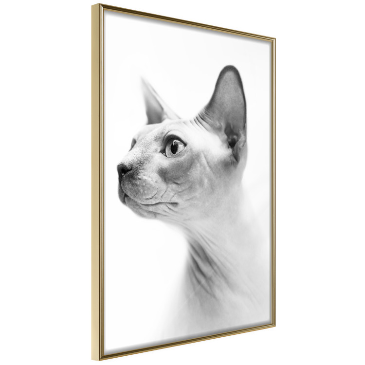 Poster Hairless Cat - black and white portrait of a Peterbald cat in profile 116501 additionalImage 14