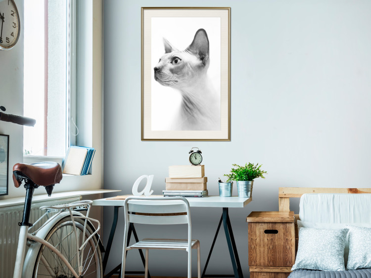 Poster Hairless Cat - black and white portrait of a Peterbald cat in profile 116501 additionalImage 21