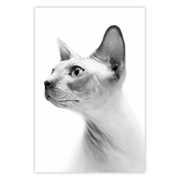 Poster Hairless Cat - black and white portrait of a Peterbald cat in profile 116501