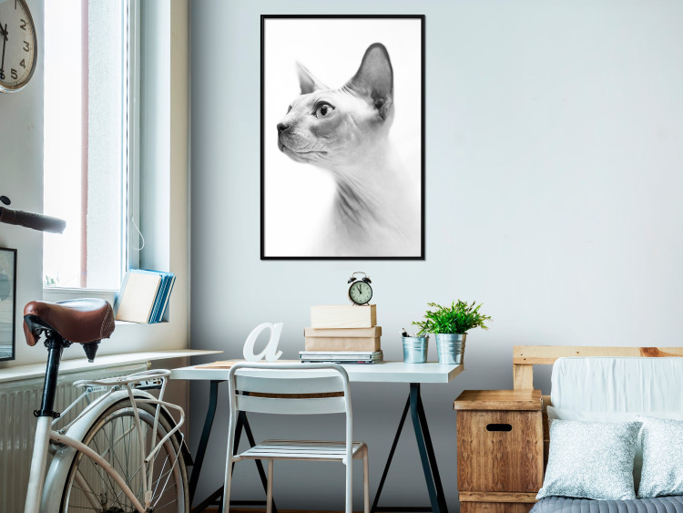 Poster Hairless Cat - black and white portrait of a Peterbald cat in profile 116501 additionalImage 3