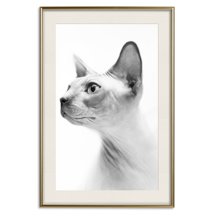 Poster Hairless Cat - black and white portrait of a Peterbald cat in profile 116501 additionalImage 19