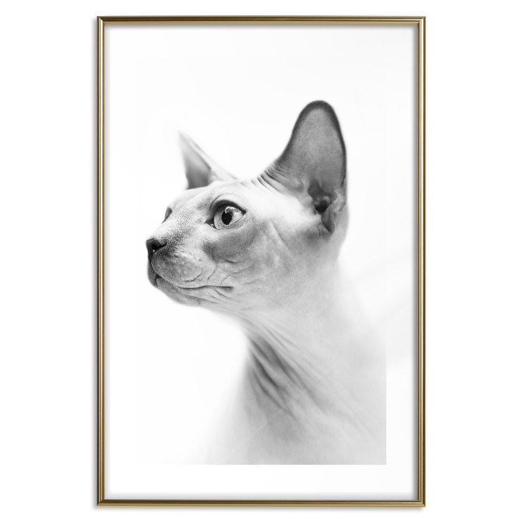 Poster Hairless Cat - black and white portrait of a Peterbald cat in profile 116501 additionalImage 14