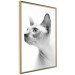 Poster Hairless Cat - black and white portrait of a Peterbald cat in profile 116501 additionalThumb 14