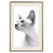 Poster Hairless Cat - black and white portrait of a Peterbald cat in profile 116501 additionalThumb 19