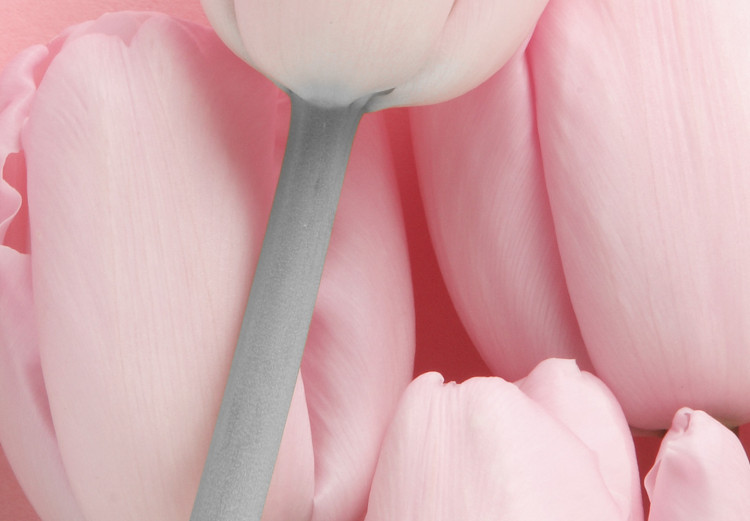 Wall Poster Six Tulips - pink spring flowers and inscriptions on a pastel background 117901 additionalImage 11